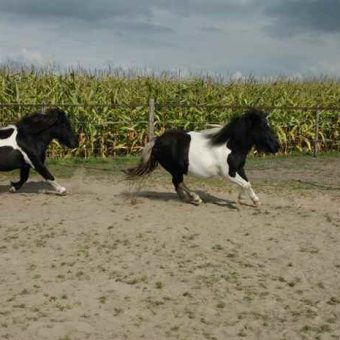 Teambuilding met paarden Drenthe 1 700x465 1 - Tijd voor ontwikkeling - Groepsactiviteiten, workshops, teambuilding en trainingen Drenthe