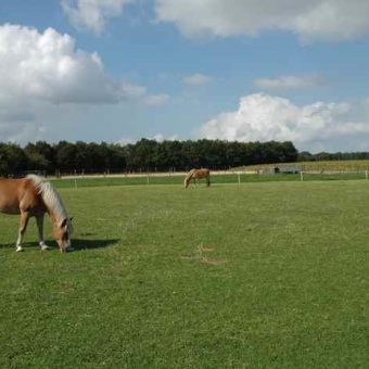 Teambuilding met paarden Drenthe 4 700x465 1 - Tijd voor ontwikkeling - Groepsactiviteiten, workshops, teambuilding en trainingen Drenthe