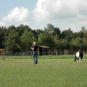 Teambuilding met paarden Drenthe 5 700x465 1 - Tijd voor ontwikkeling - Groepsactiviteiten, workshops, teambuilding en trainingen Drenthe