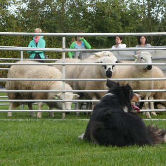 schapen drijven workshop 36 - Tijd voor ontwikkeling - Groepsactiviteiten, workshops, teambuilding en trainingen Drenthe